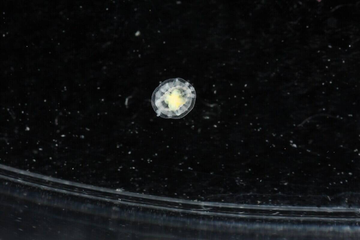 2048px-Turritopsisdohrnii