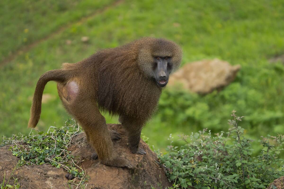 35th Anniversary Of The Cabarceno Nature Park