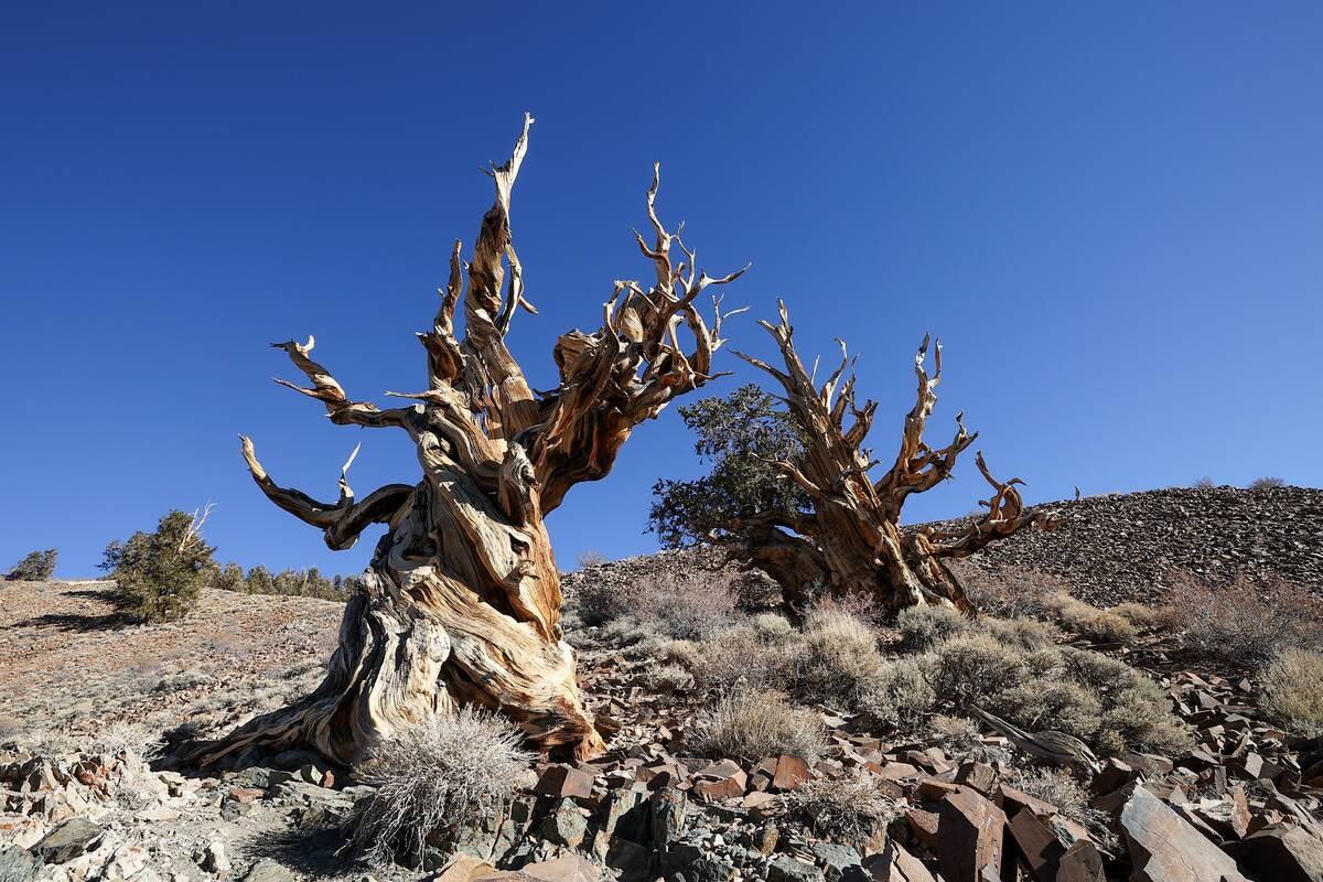 4853 years old Methuselah Tree in California