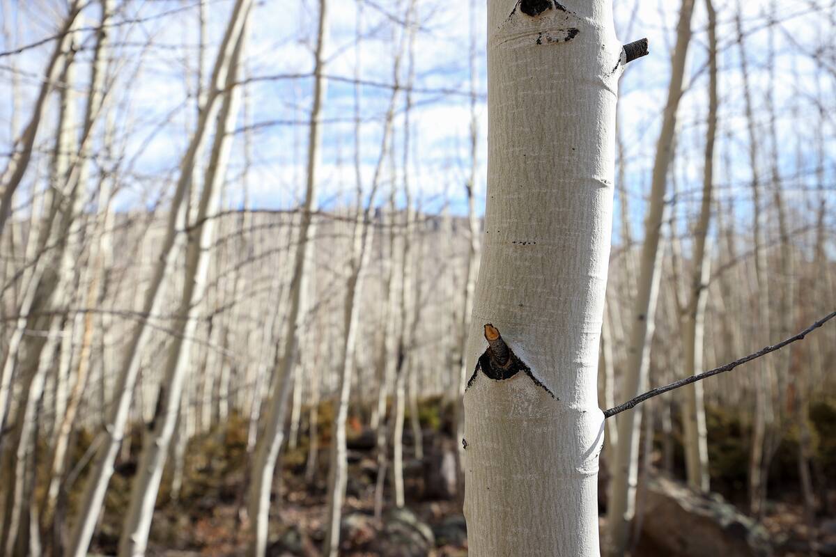 80,000 years old Pando trees in Utah