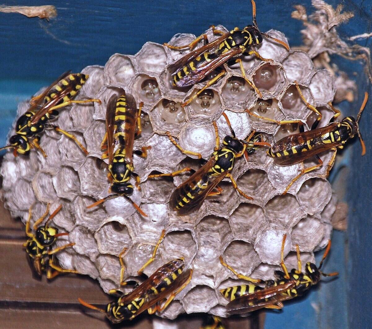 Active_Wasp_Nest