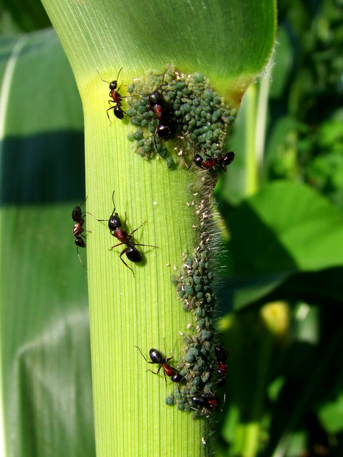 Ants_farming_fungus_on_corn_stalk