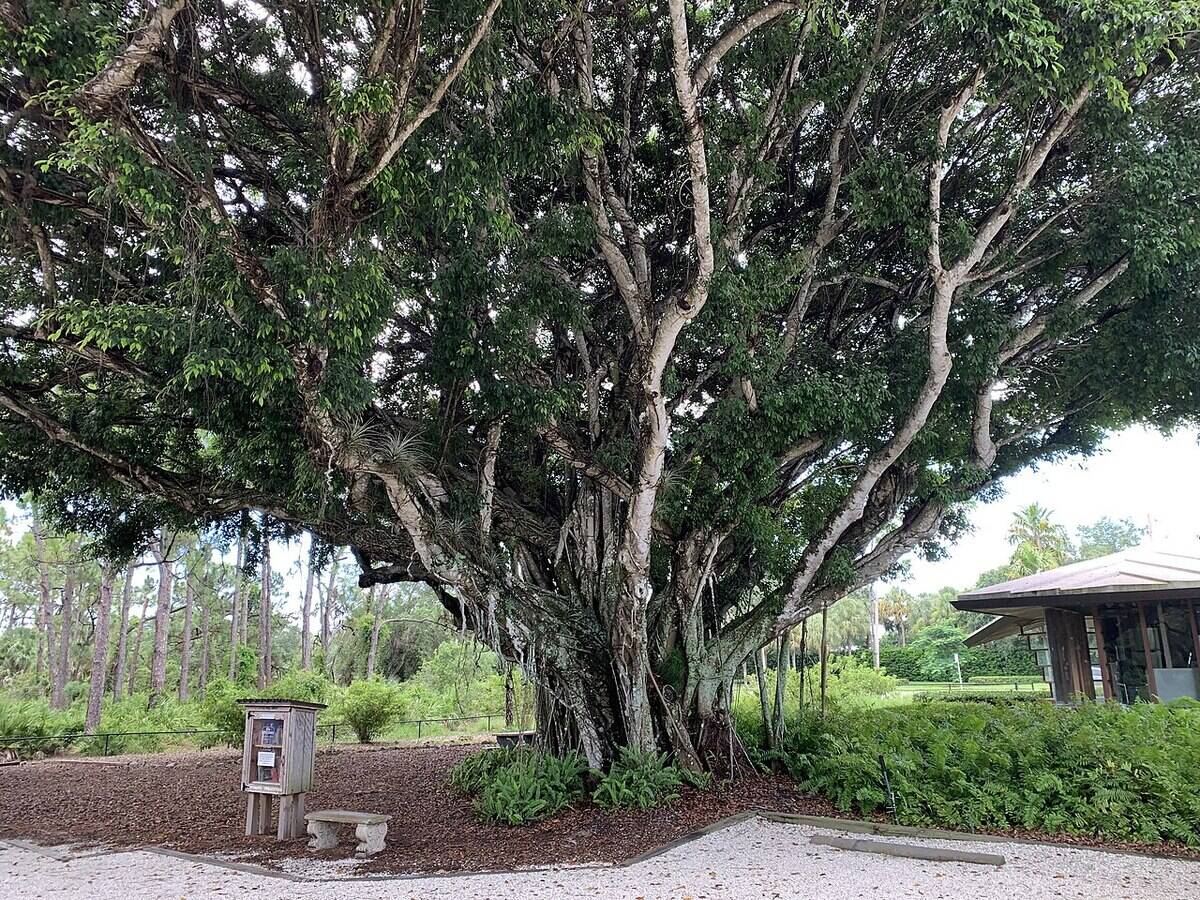 Banyan_tree_at_Naples_FL_preserve