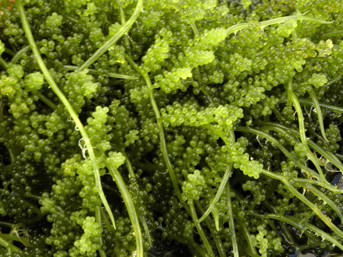 Caulerpa_lentillifera_1