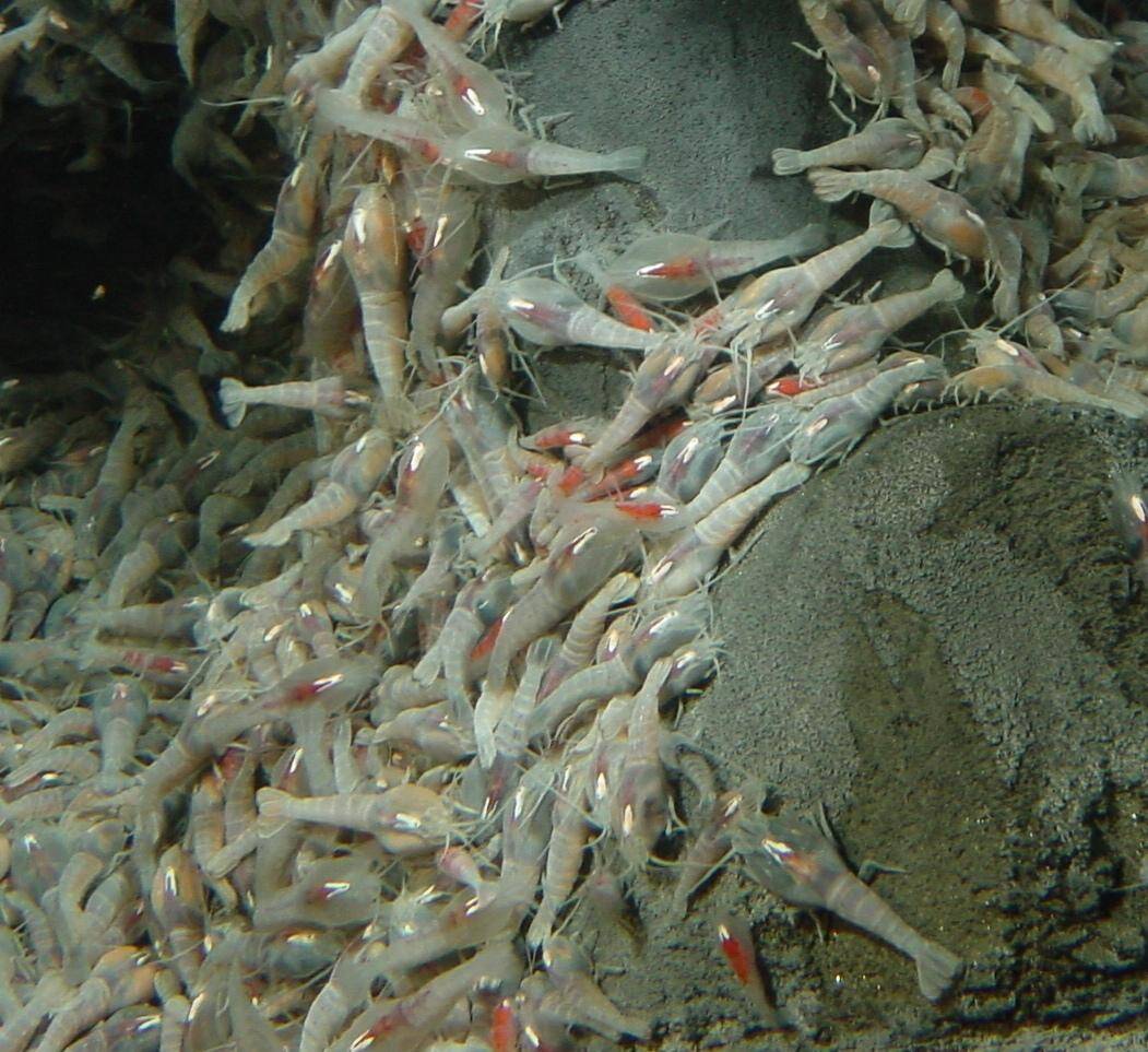 Crevettes_Rimicaris_exoculata_(Ifremer_00703-81526_ 34203)