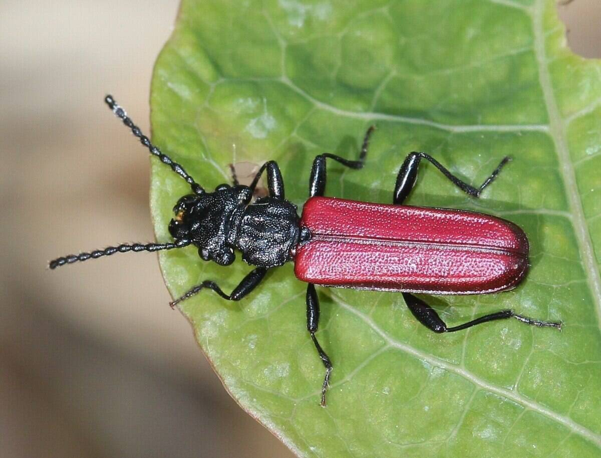 Cucujus_coccinatus