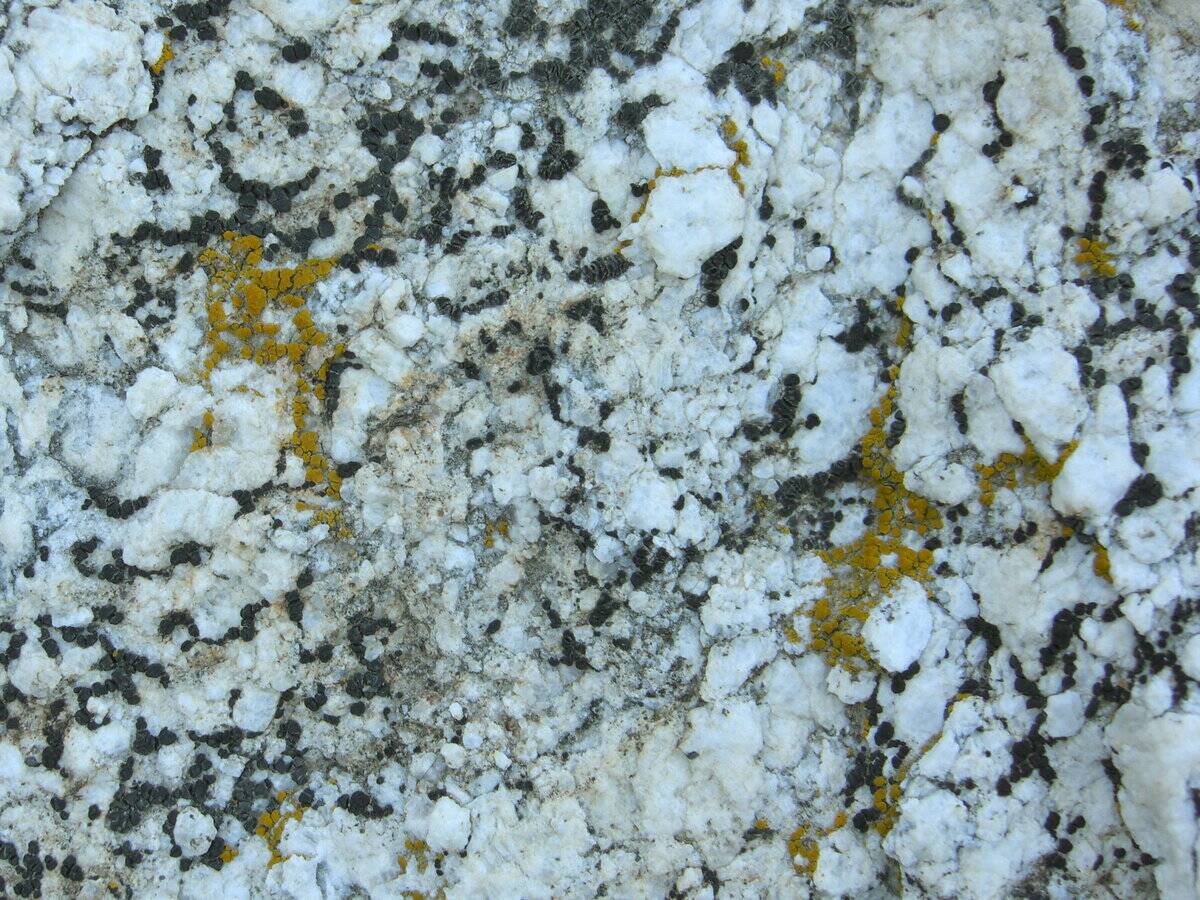 Endolithic_Disk_Lichen_and_Common_Goldspeck_Lichen_(2972547824)