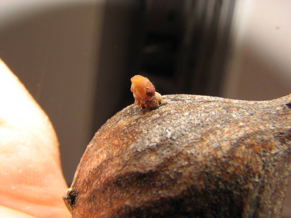 Eurosta_solidaginis_ptilinum