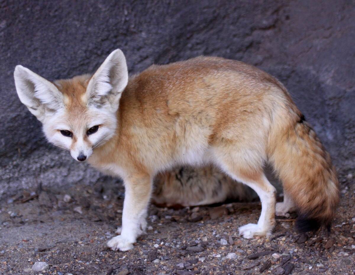 Fennec_Fox_Vulpes_zerda