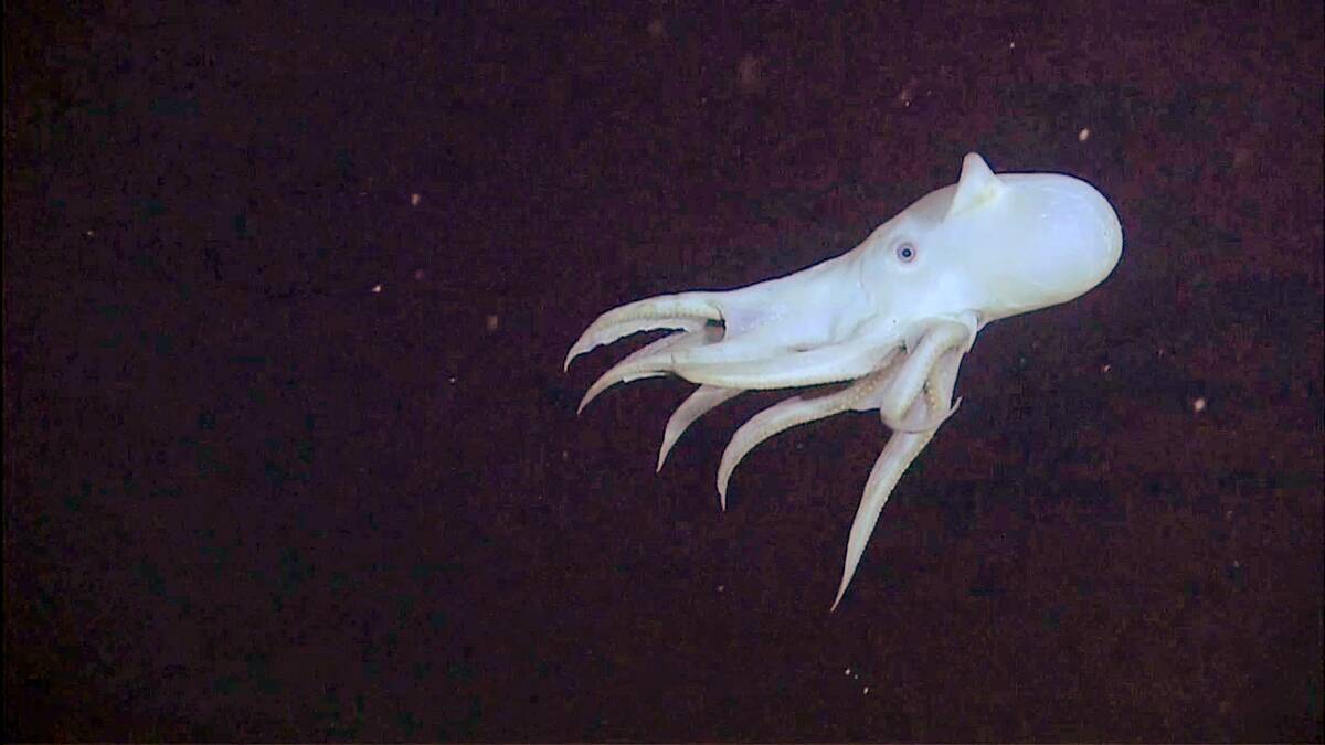 Grimpoteuthis_bathynectes