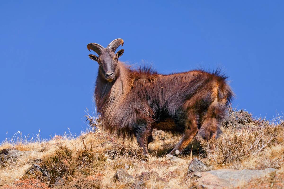 Himalayan_Tahr_at_Sagarmatha_National_Park,_Nepal_01