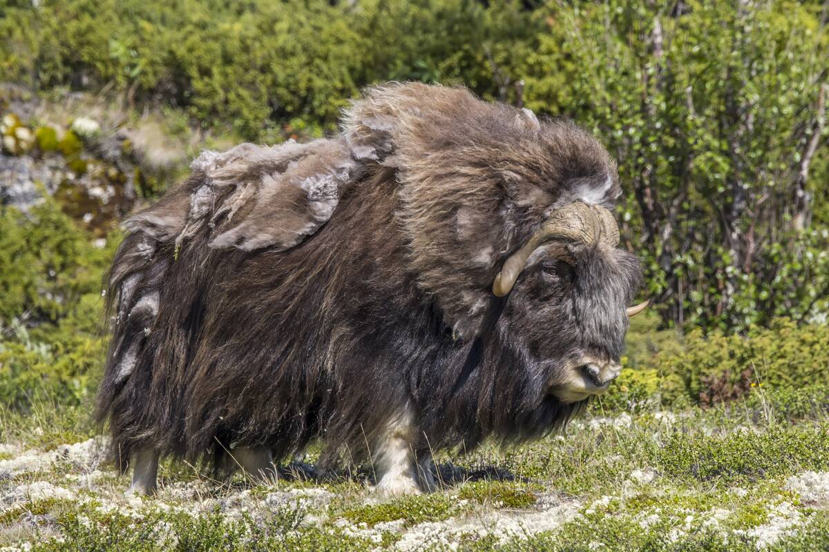 Muskox_(Ovibos_moschatus)_male_Dovrefjell_4