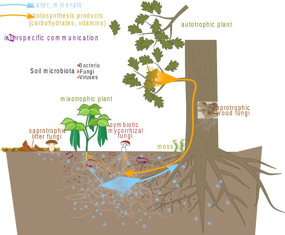 Mycorrhizal_network