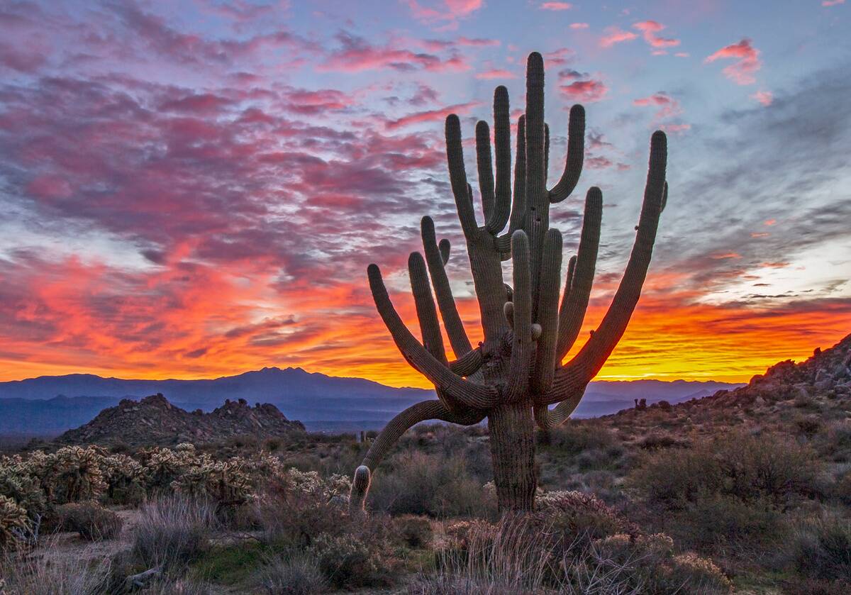 Old_growth_Saguaro_Cactus_at_Sunrise_Near_Phoenix_AZ