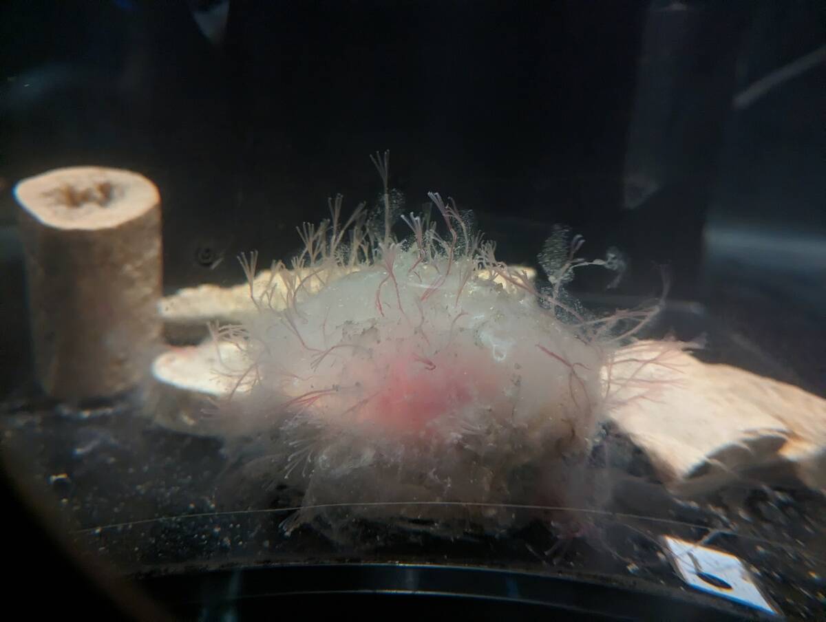 Osedax_Japonicus,_at_Enoshima_Aquarium