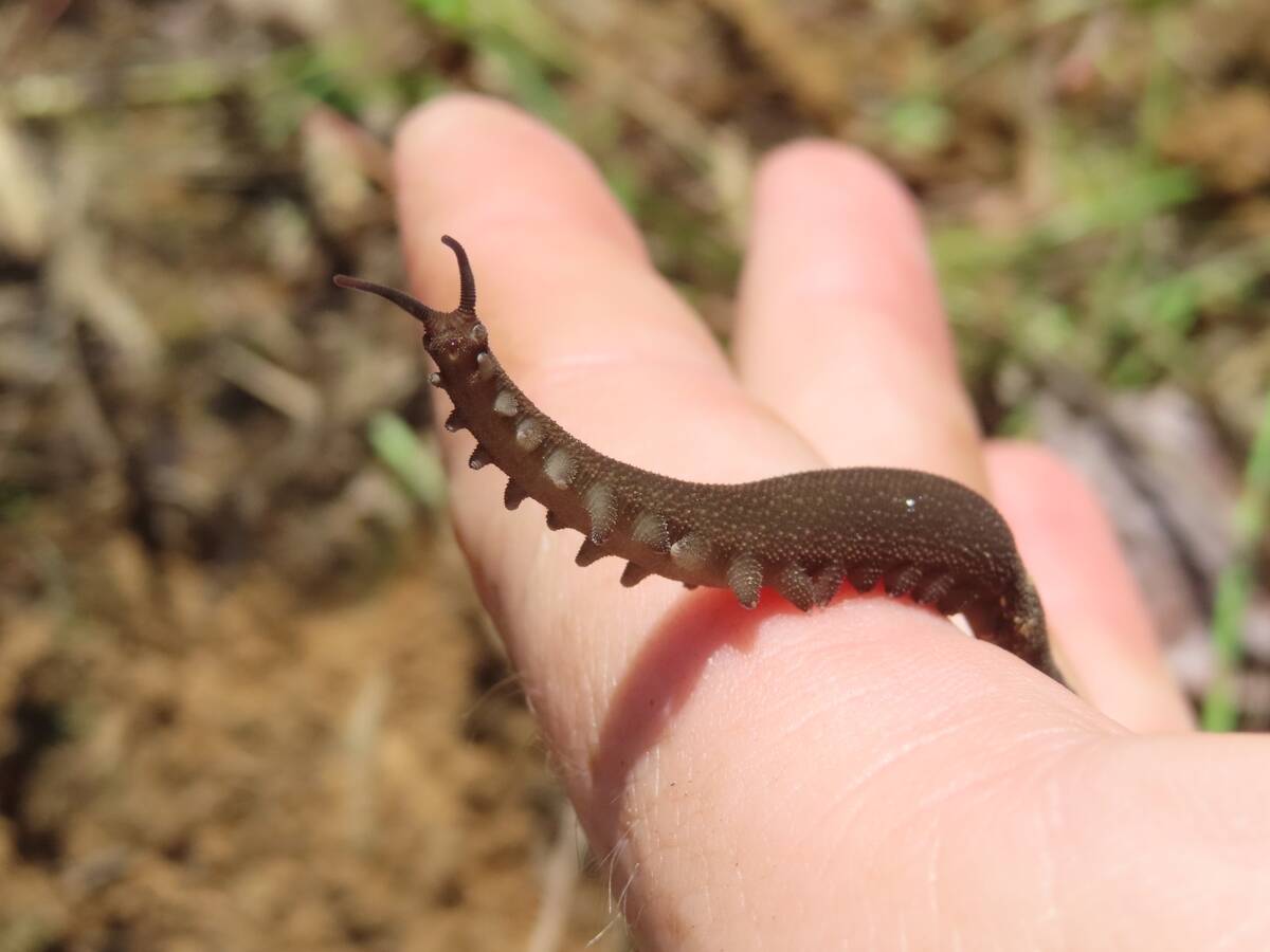 Peripatus_juanensis_271682900