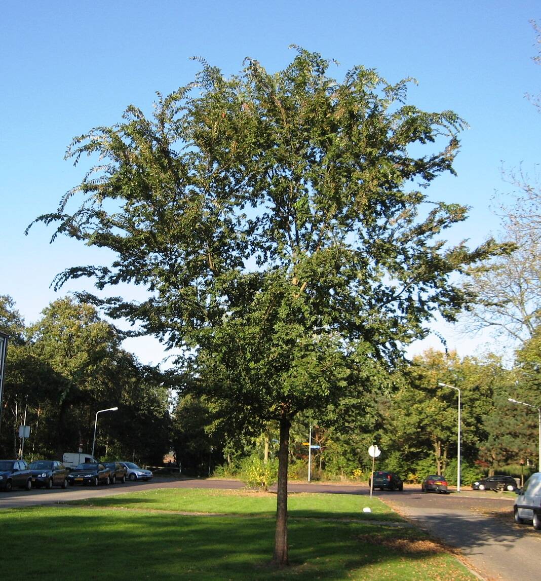 RN_Ulmus_parvifolia_(Hilversum)