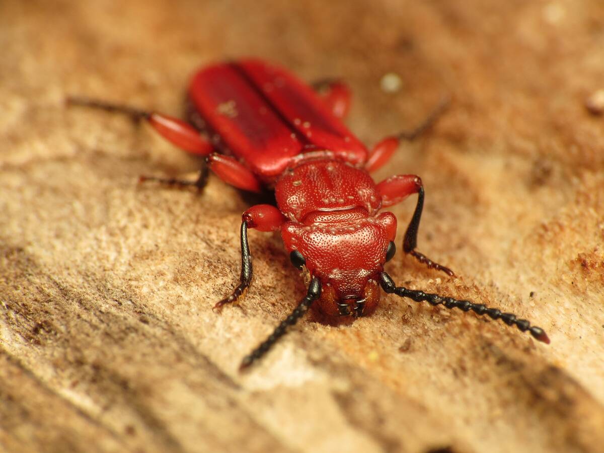 Red_Flat_Bark_Beetle_ Flickr_-_treegrow