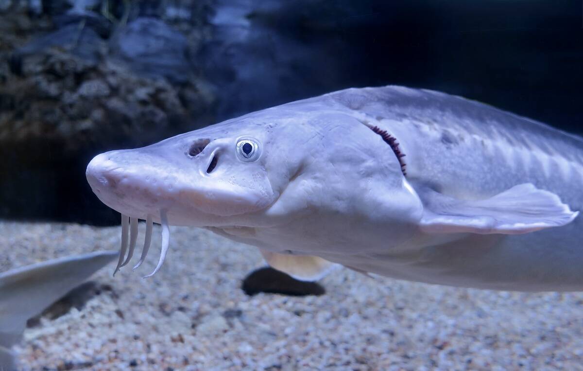 Russian_sturgeon