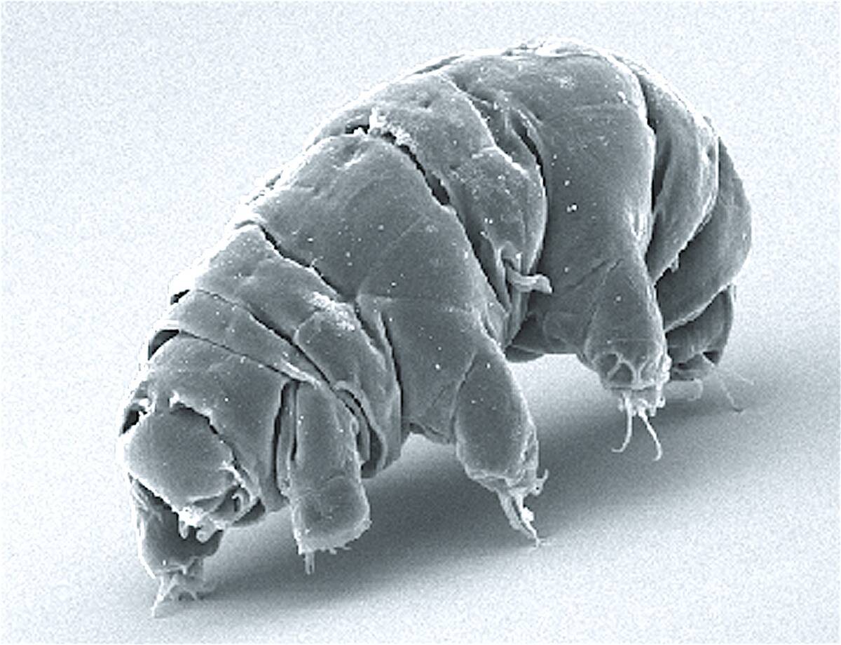 SEM_image_of_Milnesium_tardigradum_in_active_state_ journal.pone.0045682.g001-2