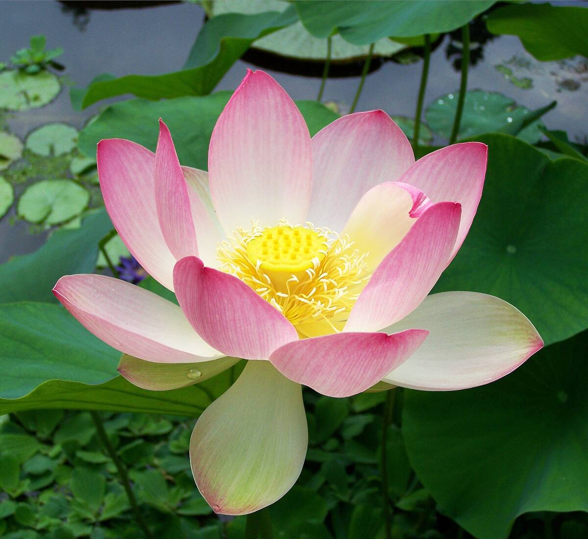Sacred_lotus_Nelumbo_nucifera
