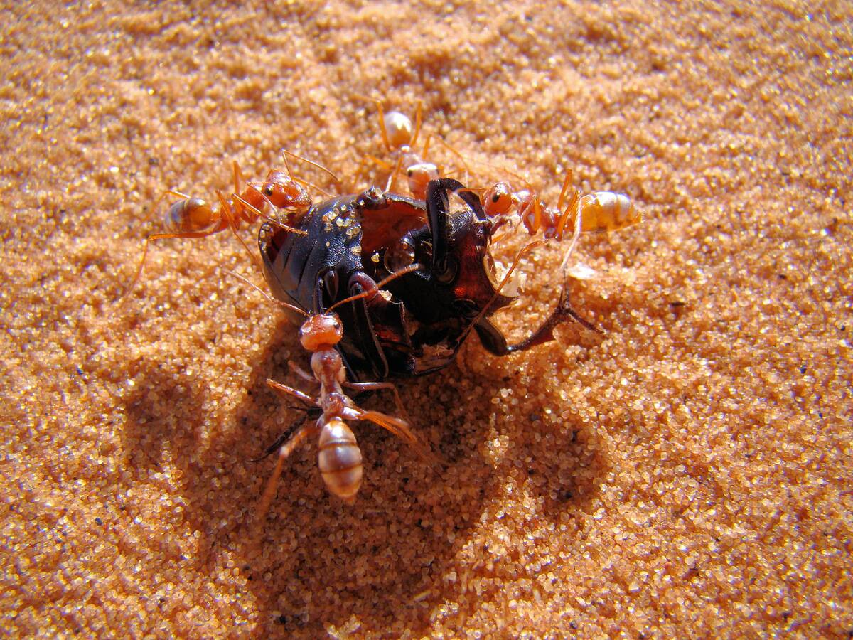 Saharan_silver_ants_capturing_beetle