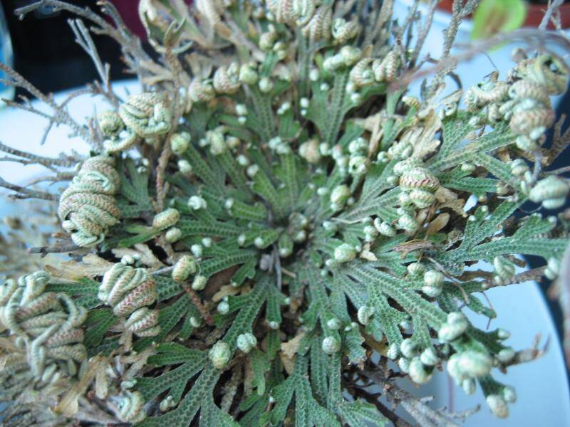 Selaginella_lepidophylla_gruen