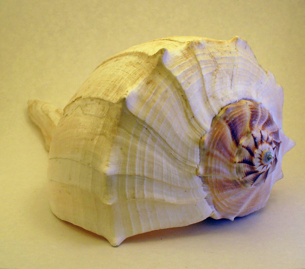 Shell_with_Fibonacci_spiral