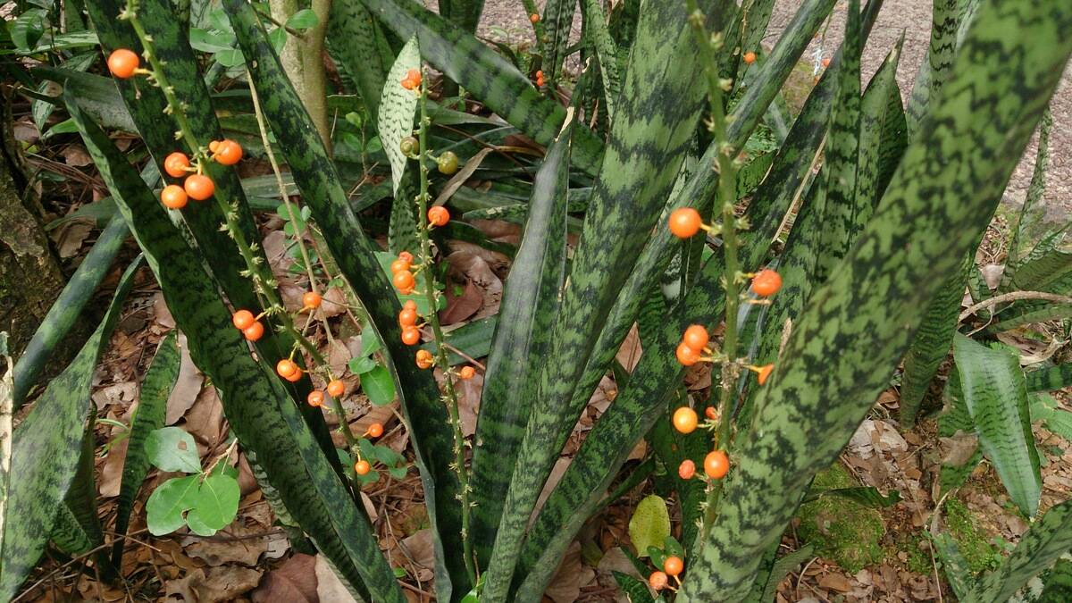 Snake_Plant_(Sansevieria_trifasciata)_with_fruit_1