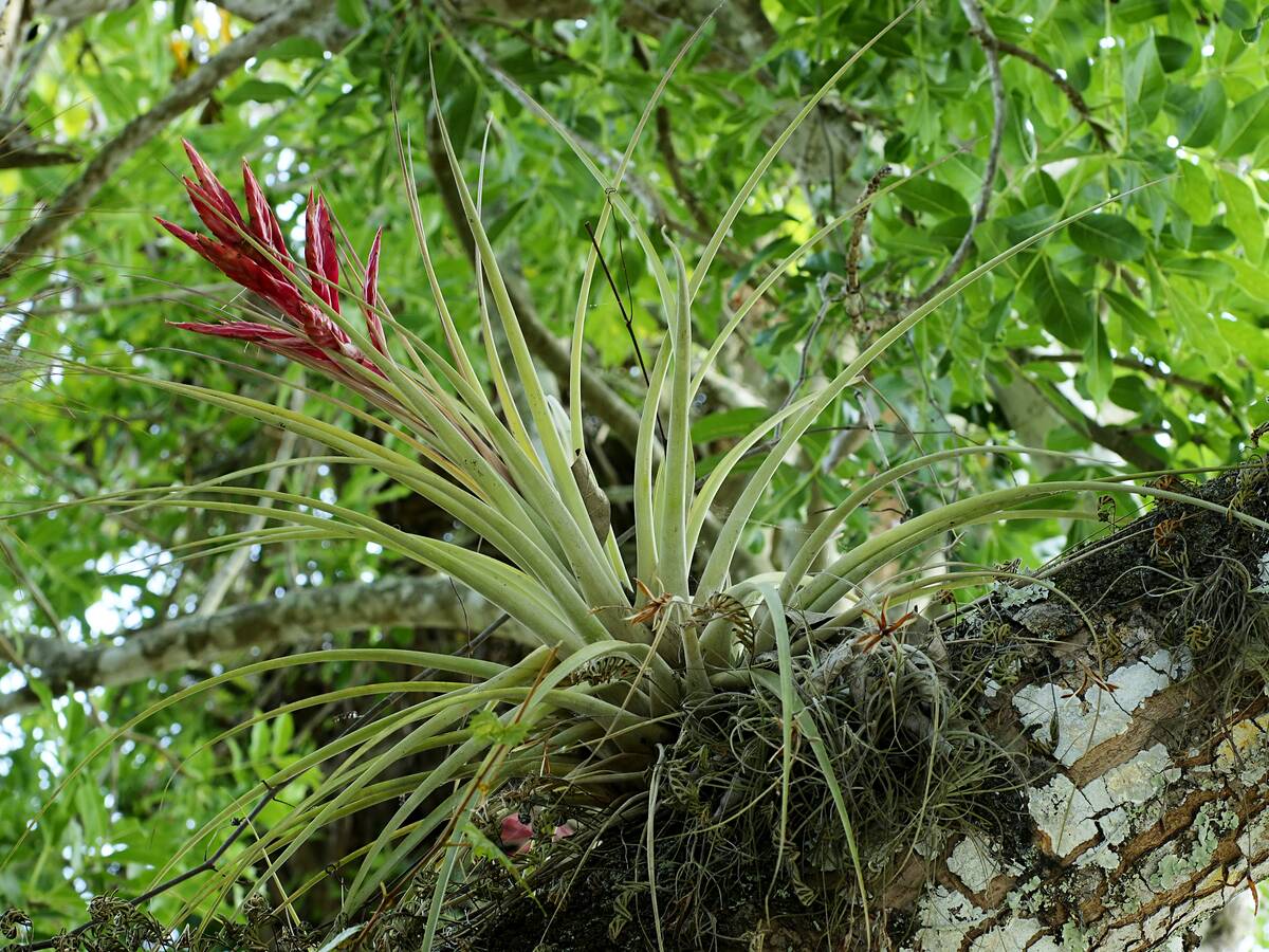 Tillandsia_fasciculata