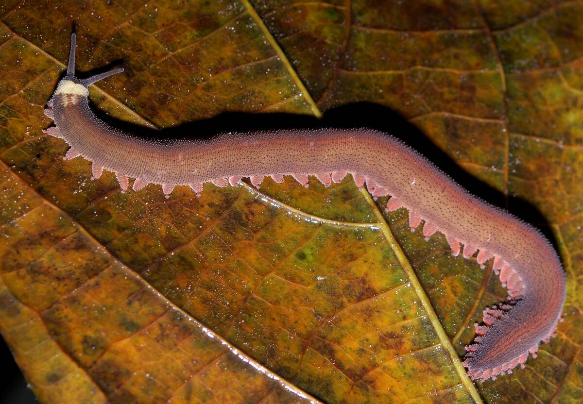 Velvet_worm_rotated,_mirror