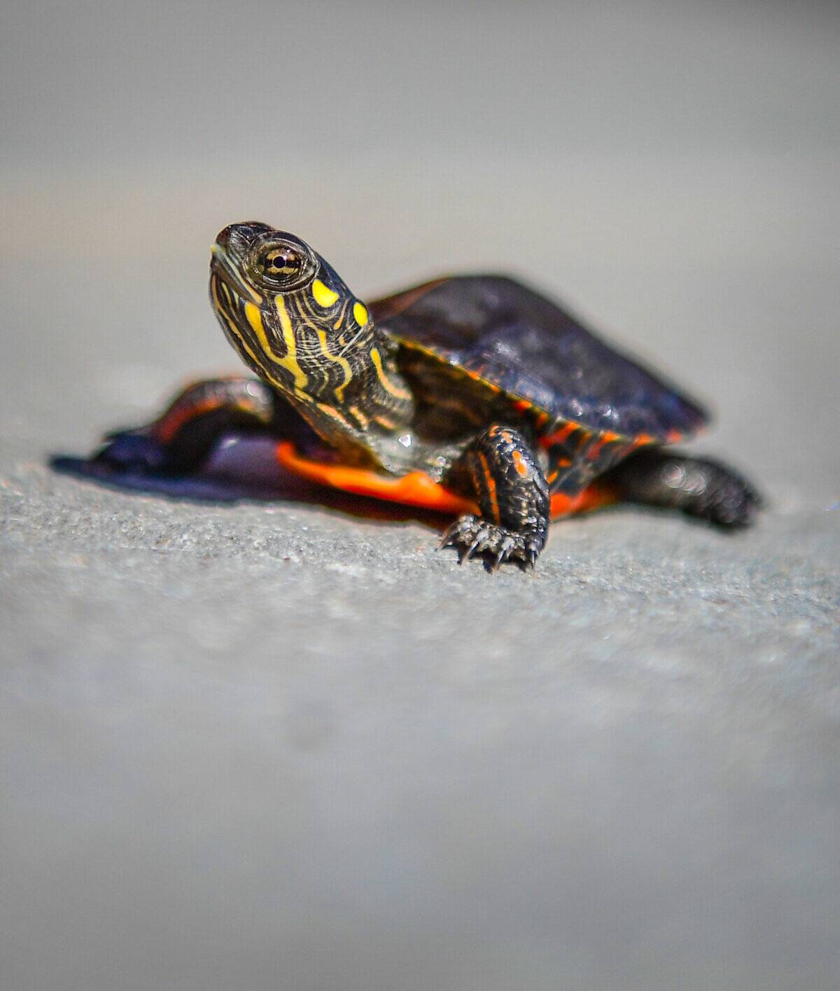A baby Easter Painted Turtle hatchling