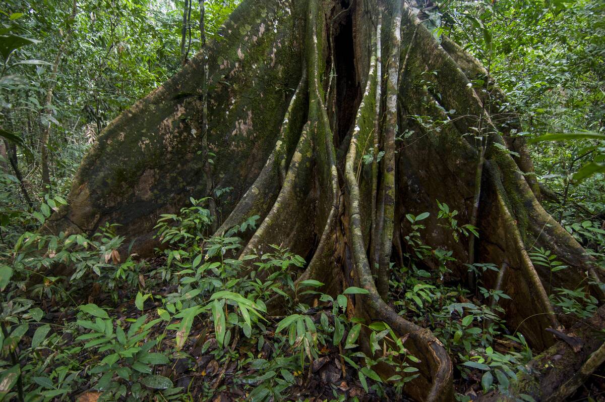 A Ceiba tree with buttress roots in the Pacaya-Samiria...