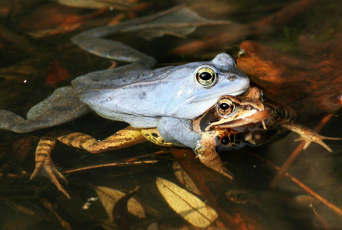 A couple of mating moor frogs (rana arva...