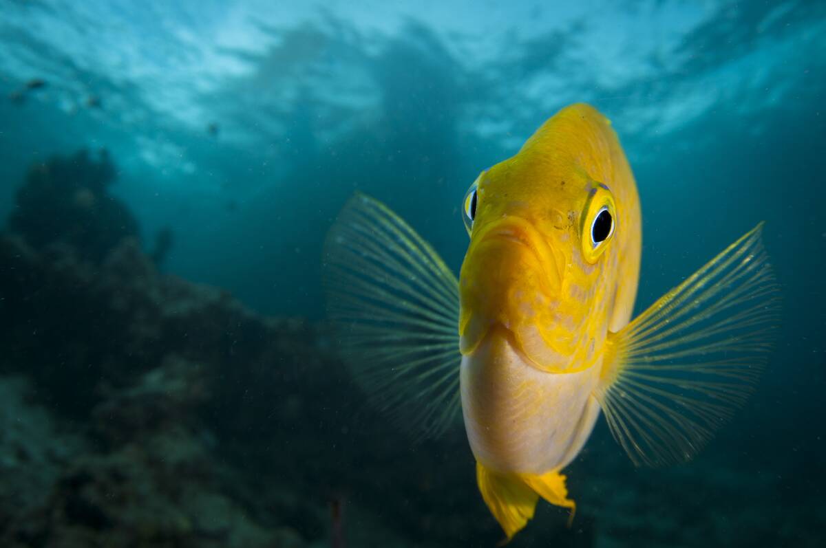 A golden damselfish displays for the camera. Mabul Island, Saba