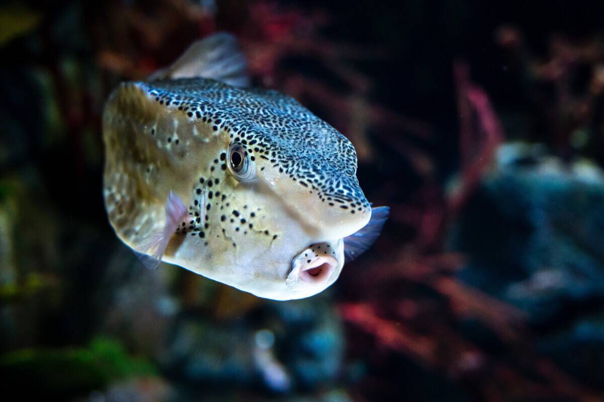 A Horn-nose Boxfish, (Ostracion rhinorhynchos), swimming...
