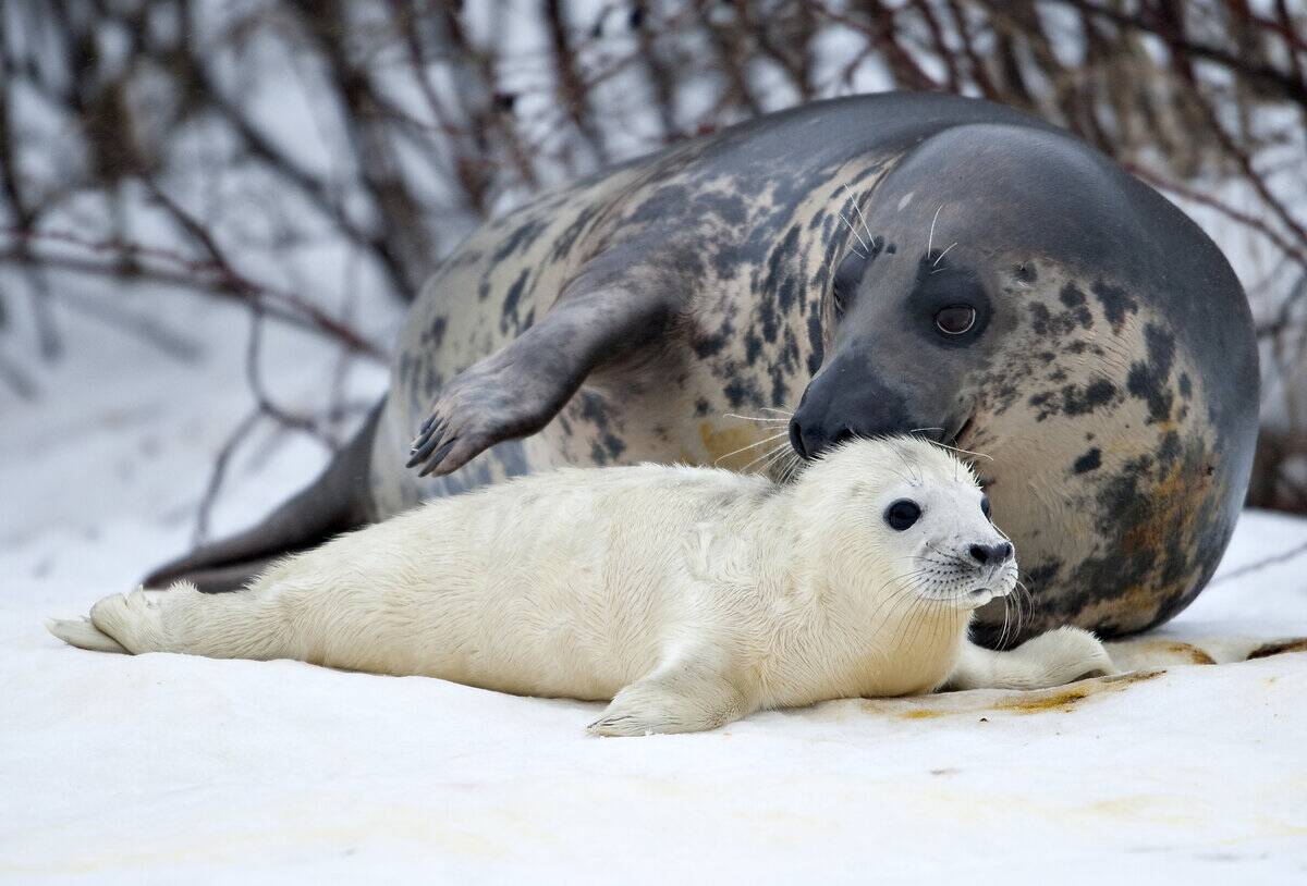 A newly born grey seal pup lies by his h