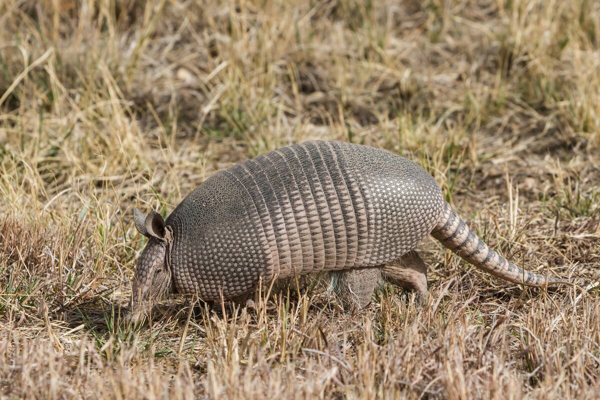 A Nine-banded Armadillo in Texas.