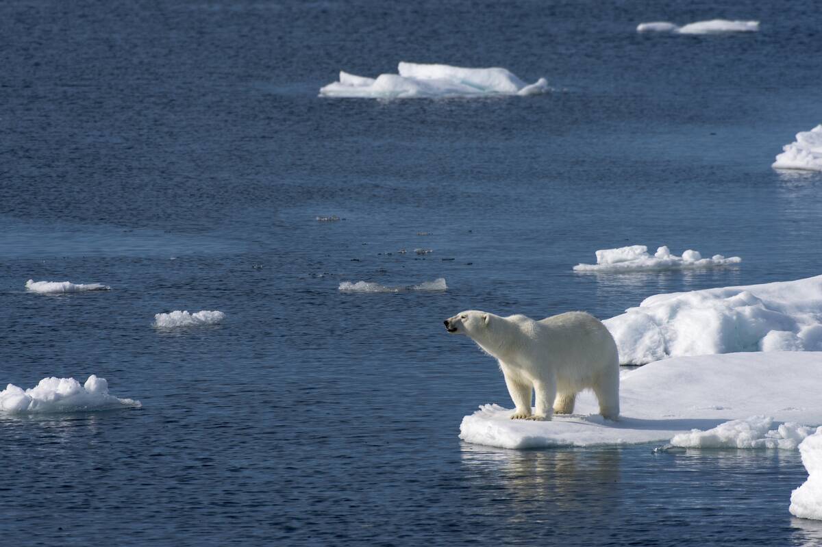 A polar bear (Ursus maritimus) is looking for food at the...
