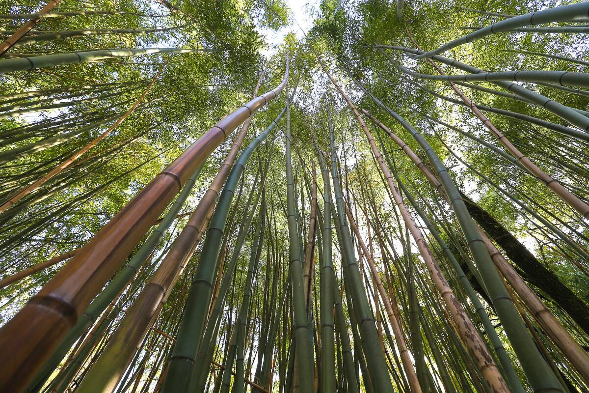 A view of a small bamboo forest in the english garden,...