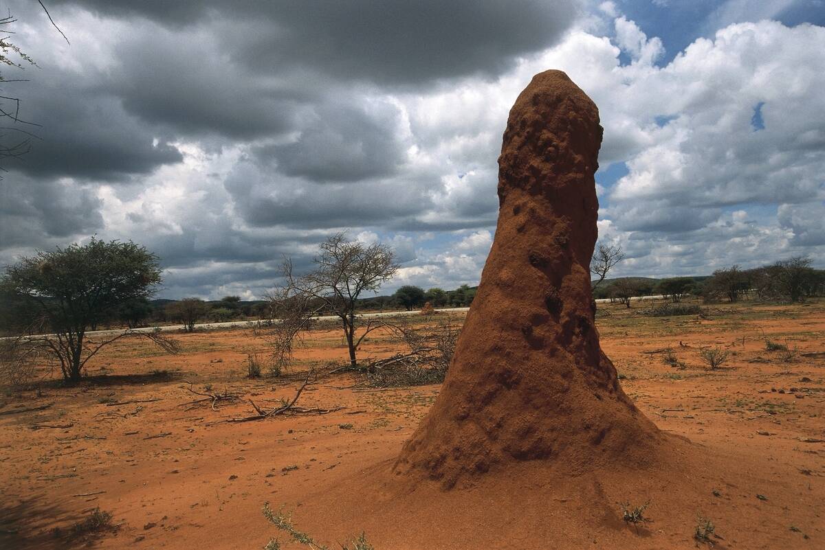 Africa, Namibia, Damaraland Wilderness Reserve, Termite mound