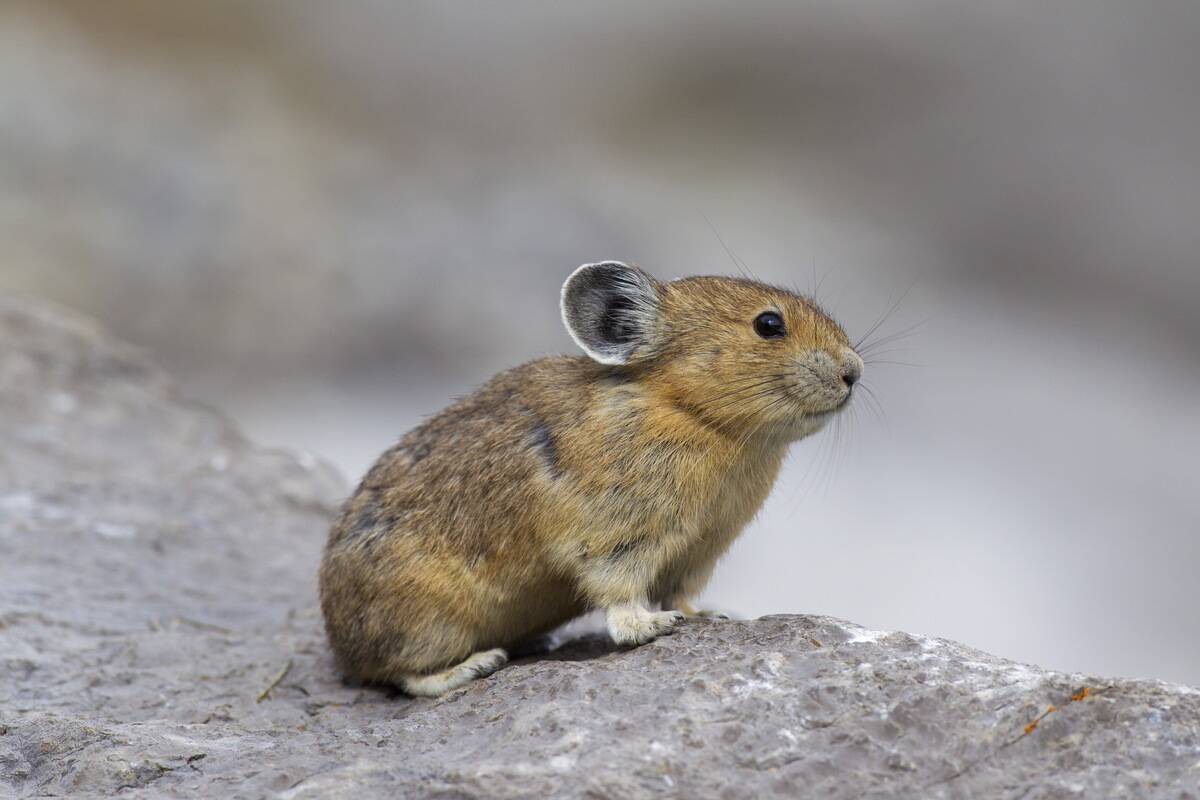 American pika (Ochotona princeps) native to alpine regions of Canada and western US