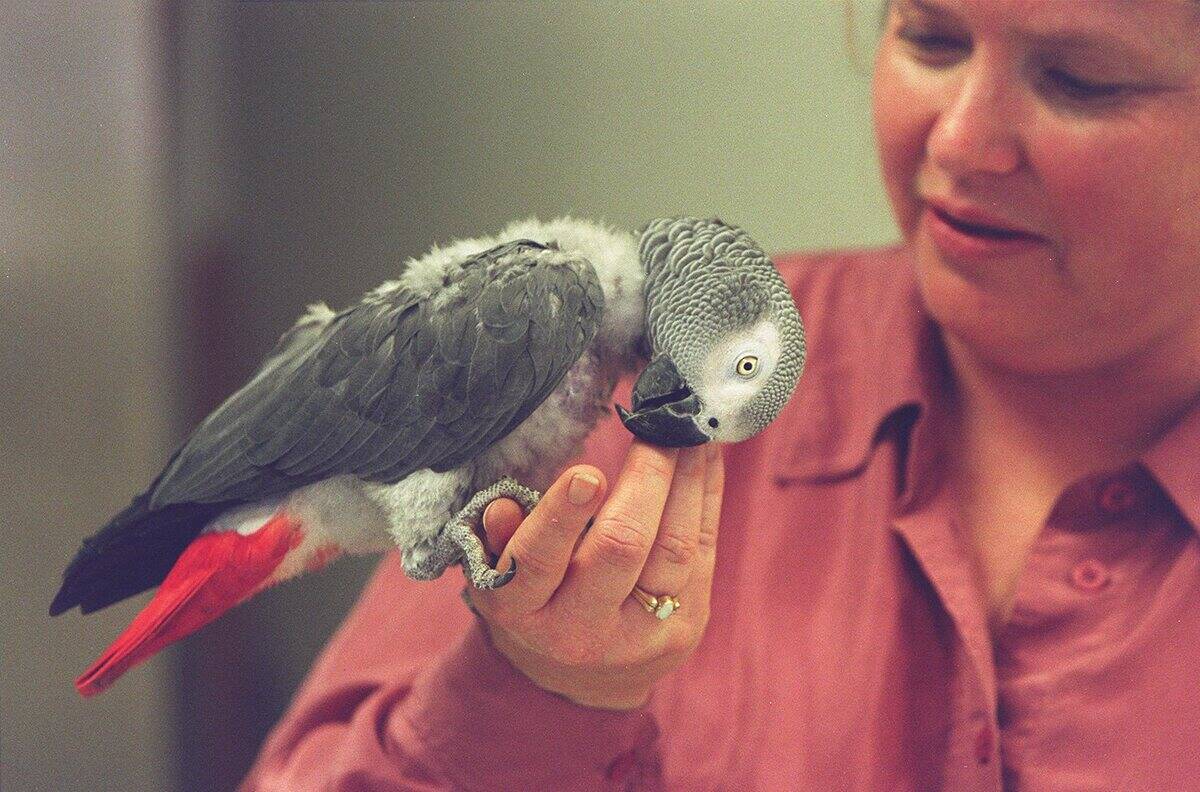 ANIMALDNA 3/C/11NOV96/BU/LS ALEX, AN AFRICAN GRAY PARROT, NUZZLES MANAGER OF RESEARCH AND DEVELOPMENT, JOY HALVERSON'S HAND IN THE LAB AT ZOOGEN, INC. PHOTO BY LEA SUZUKI, Also ran 1/25/03