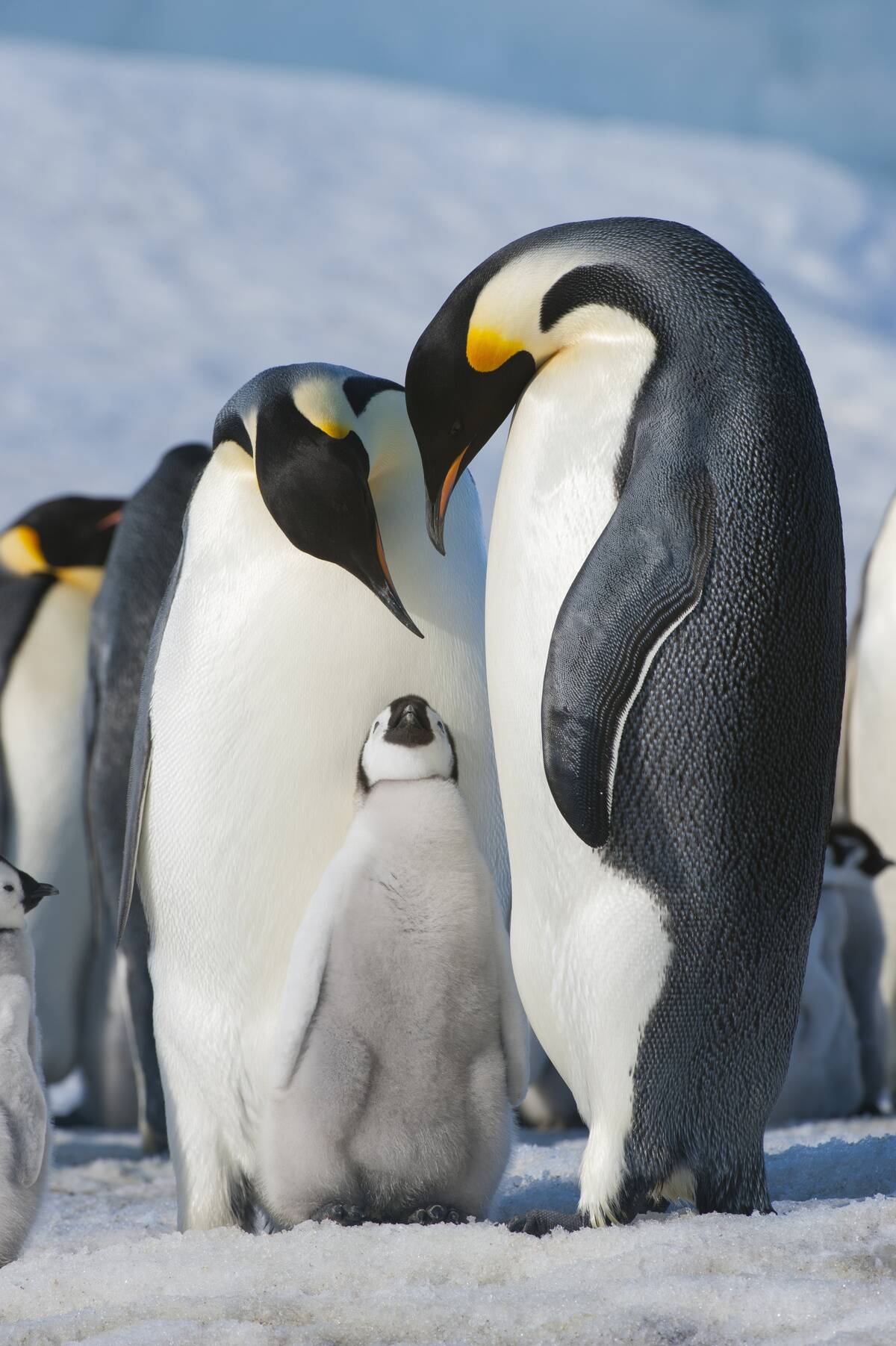 Antarctica, Weddell Sea, Snow Hill Island, Emperor Penguins...