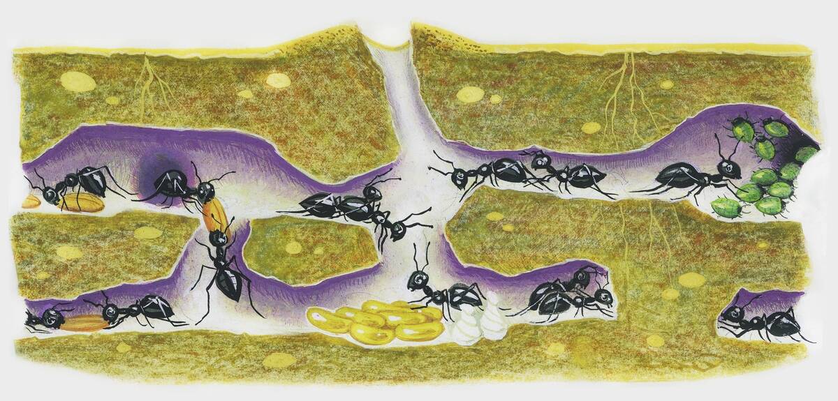 Ants in anthill, drawing