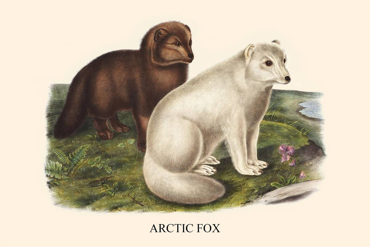 'Arctic Fox'