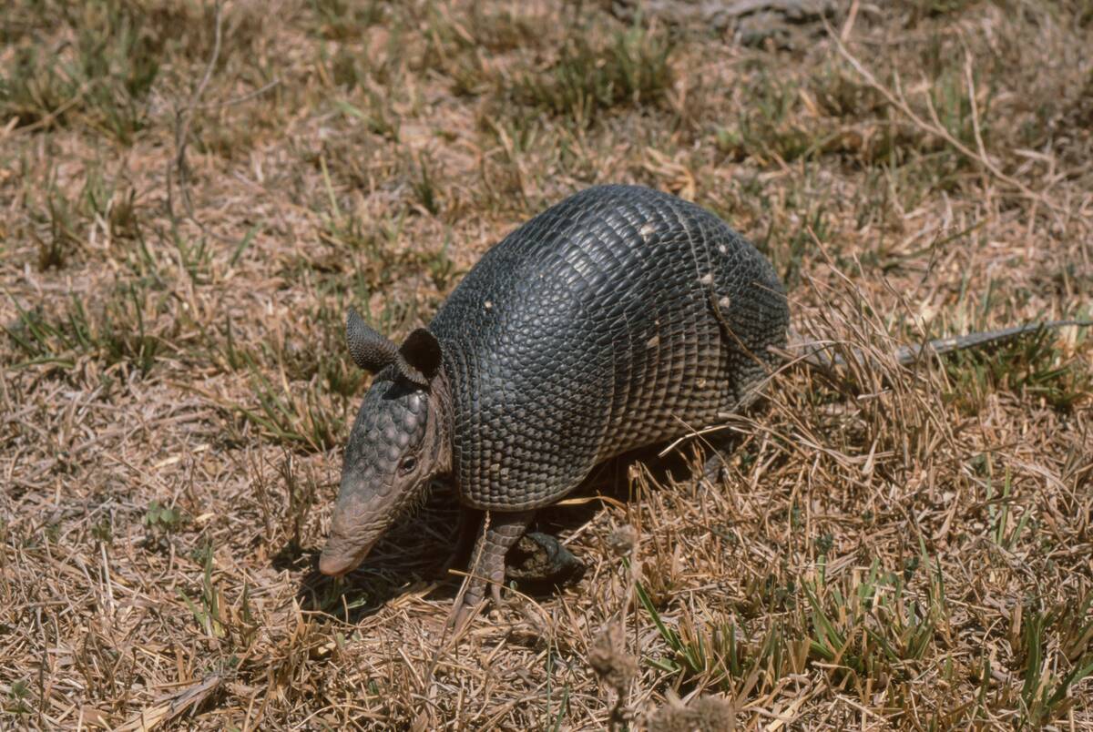 Armadillo