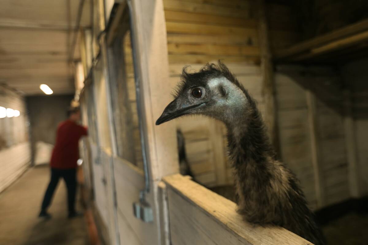 At Green Forest farm, near Dnipro, Ukraine, animals effected by the Russian invasion of Ukraine are finding refuge with the help of Evigenia Malchanova. April 28, 2022.