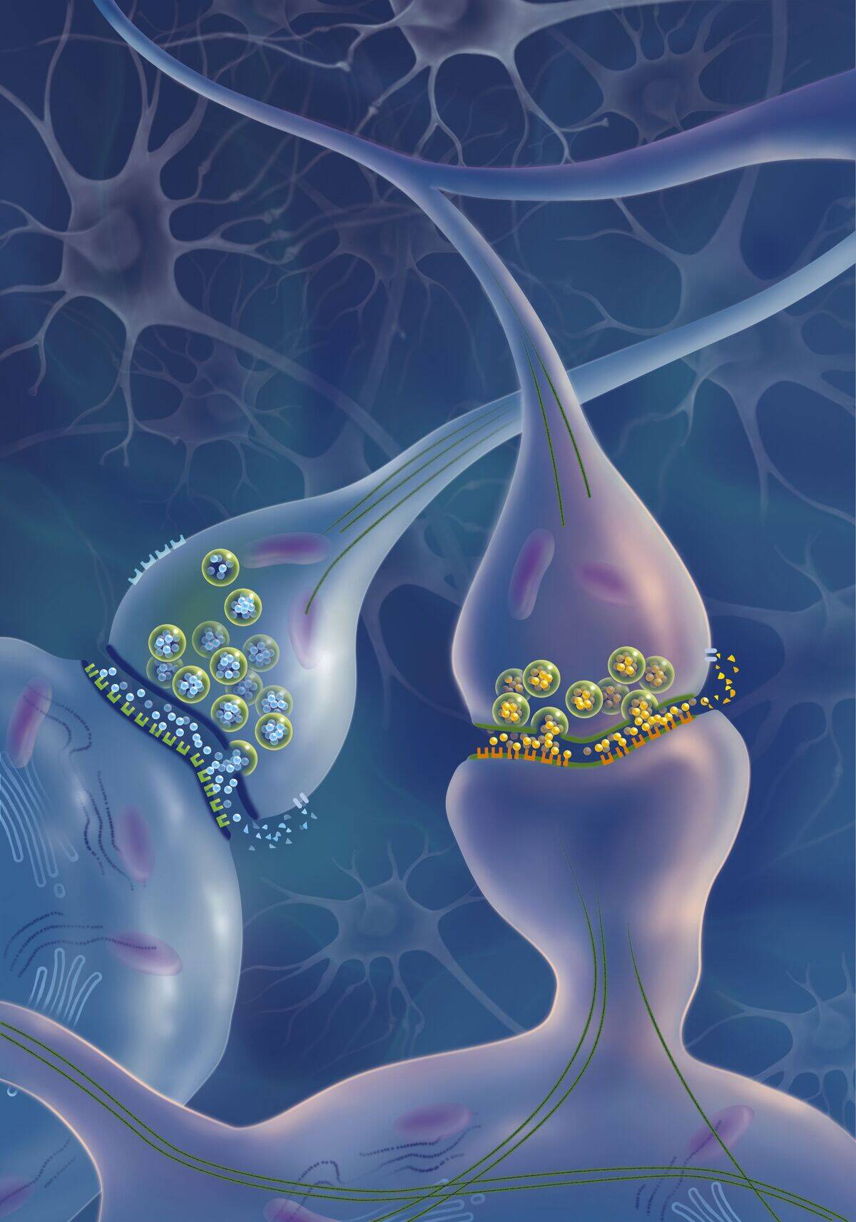 Attention Deficit Disorders (ADHD)