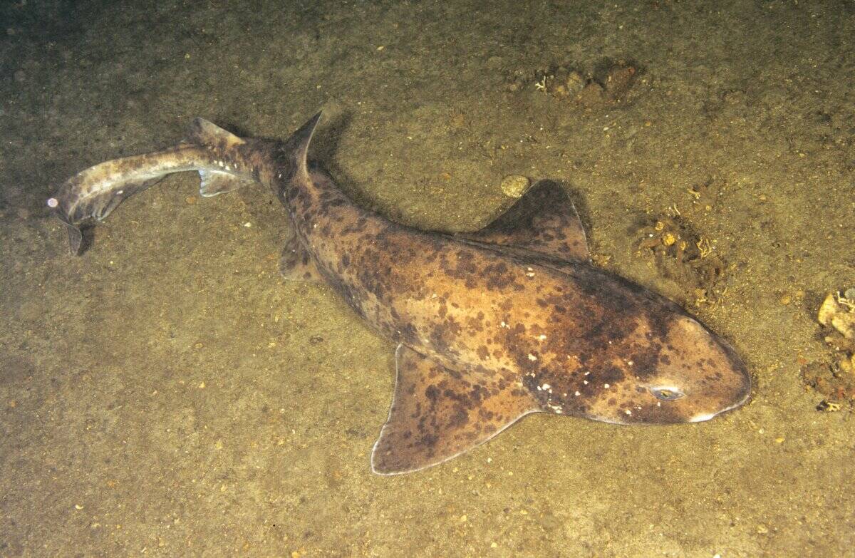 Australian swellshark, Cephaloscyllium laticeps, asleep on the bottom, Bathurst Channel, Tasmania, Australia